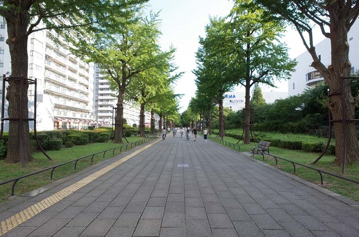 いちょう並木のプロムナード